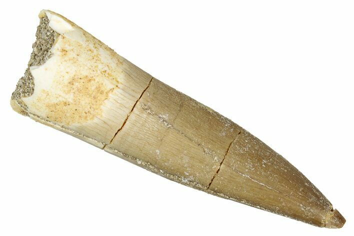 Fossil Plesiosaur (Zarafasaura) Tooth - Morocco #344209